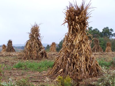 Corn shocks photo