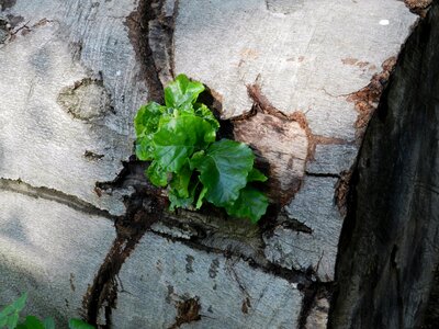 Live new nature forest photo