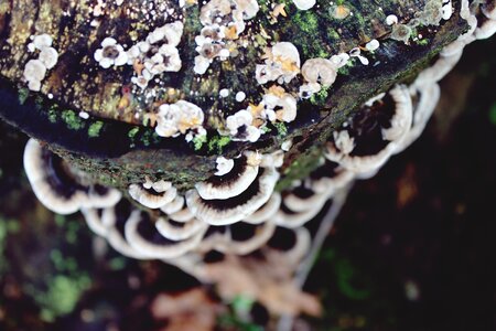Tree forest forest floor
