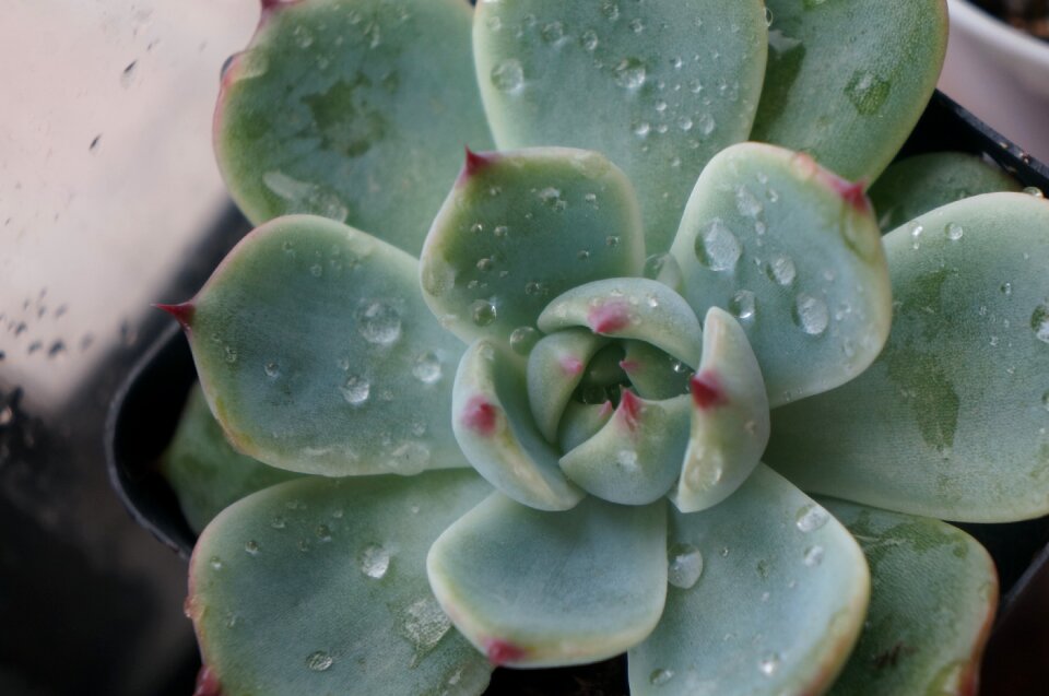 Green the fleshy small fresh