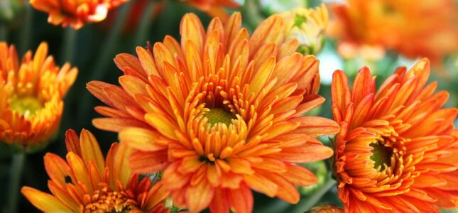 Orange flower nature photo