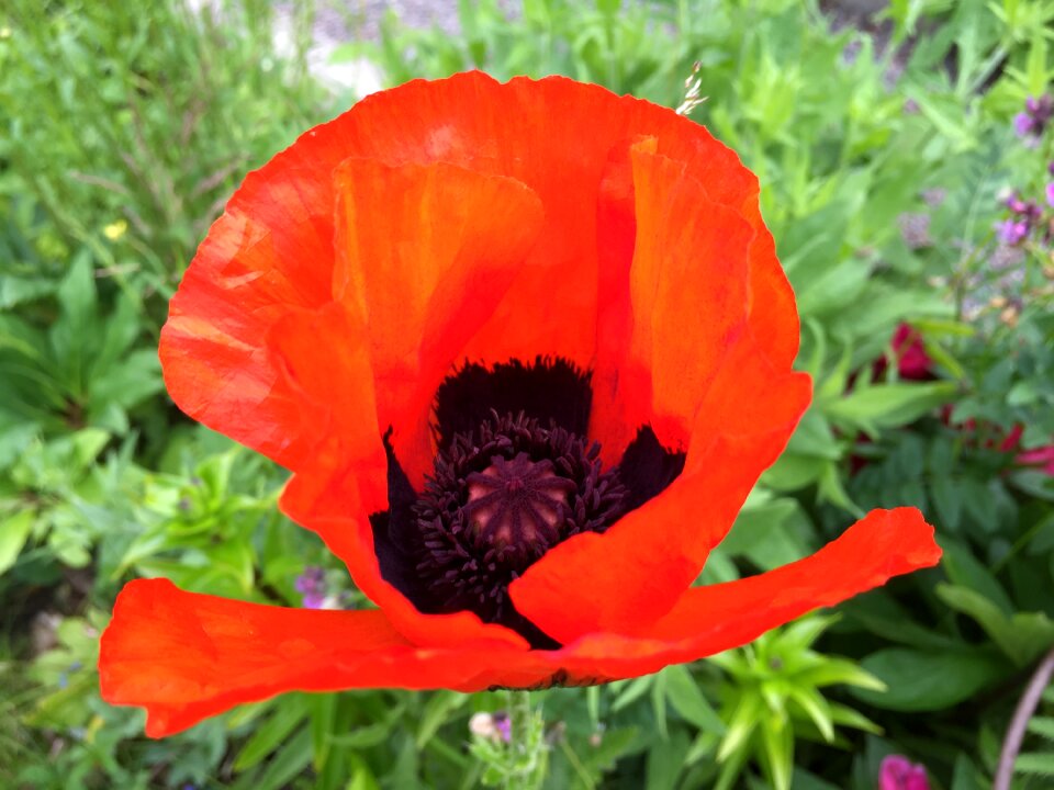Poppy flower orange