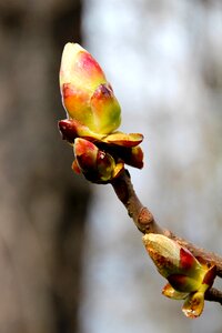 Plant nature leaves