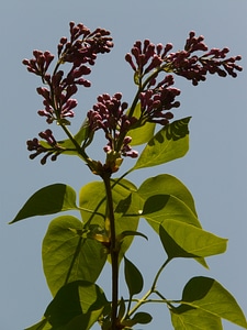 Bush plant backlighting