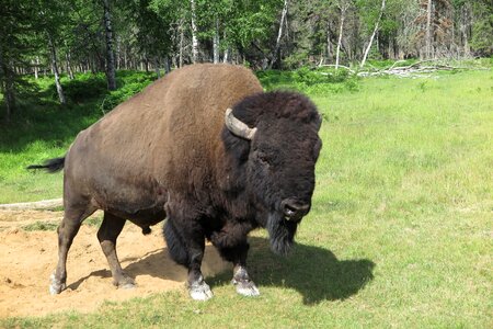 Zoo animal
