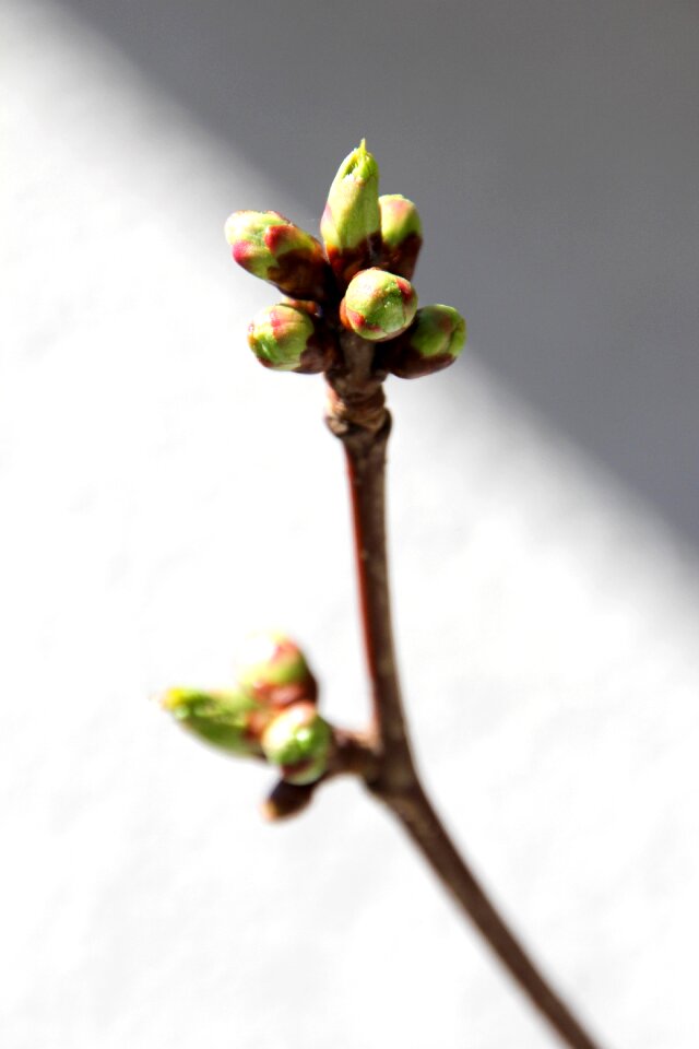 Plant nature leaves