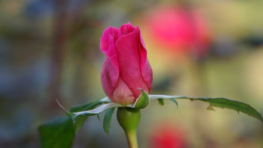 Pink romance nature photo