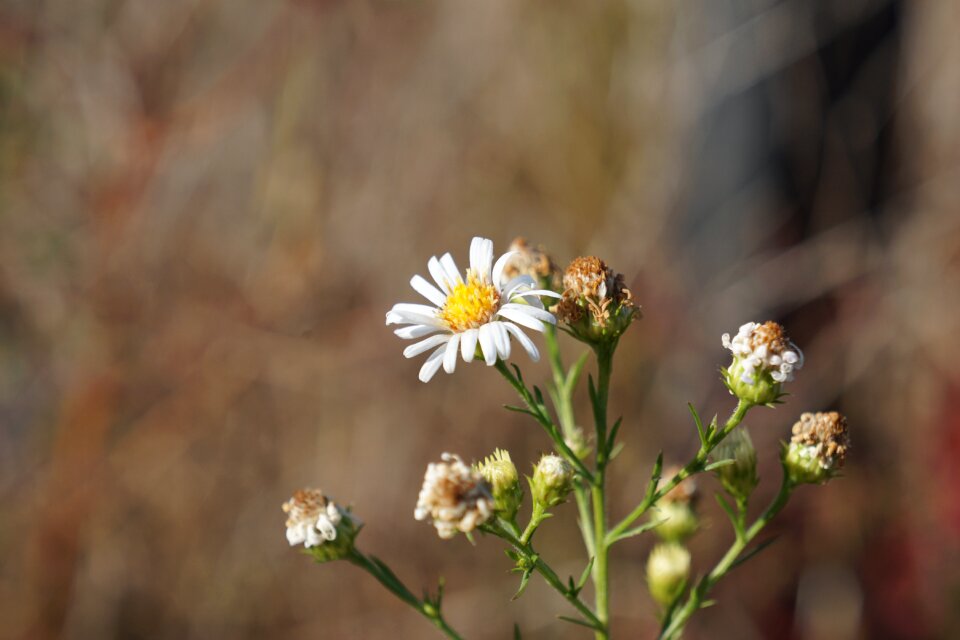 Blossom brown focus
