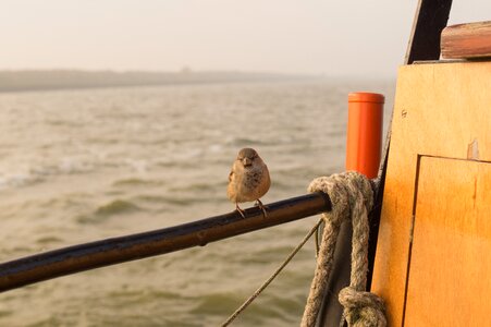 Line sitting bird