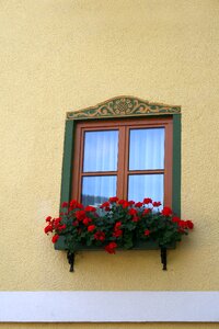 Balcony wall geranium photo