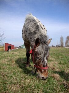 Animal pony the head of a horse