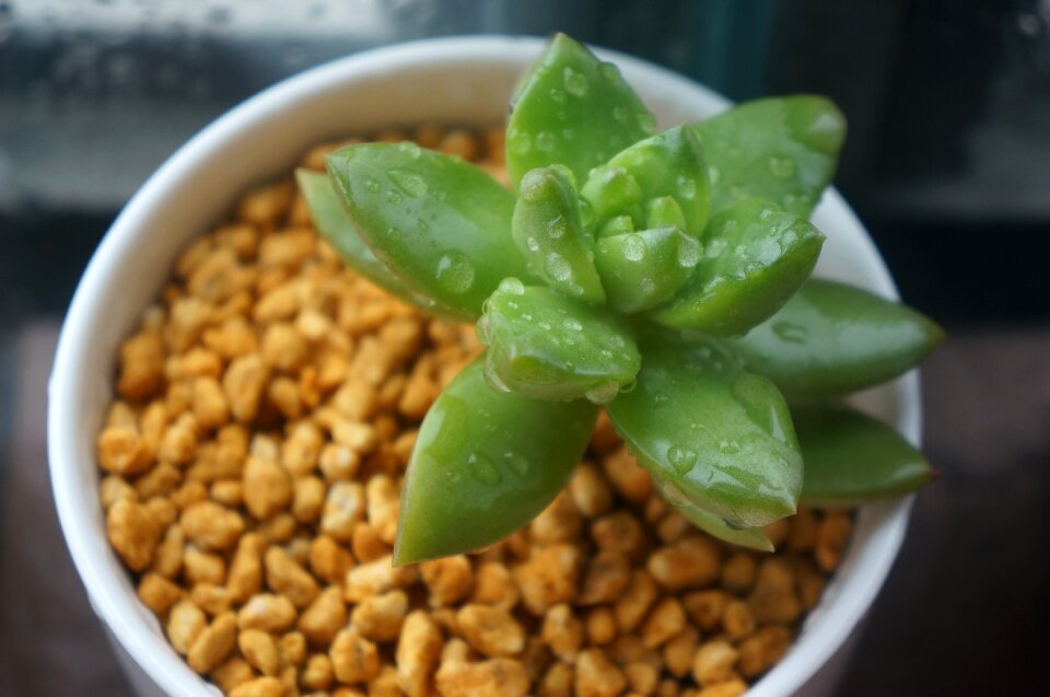 Green the fleshy small fresh