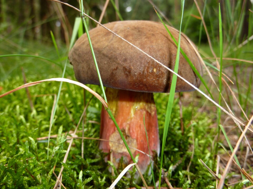Witches fungus thunder mushroom two colored bolete