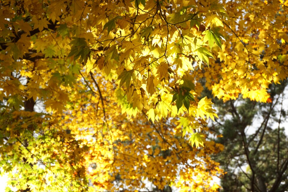 The leaves forest nature