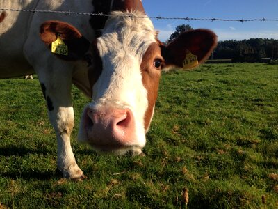 Cow nature agriculture