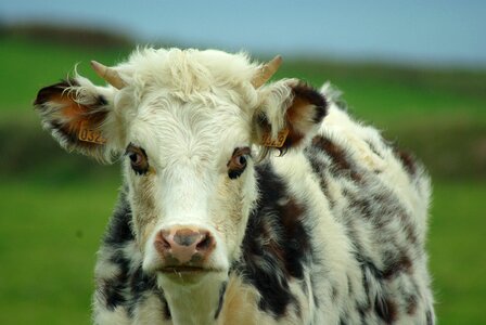 Cow milk breeding