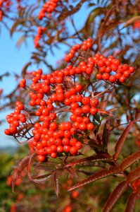 Berry red colors photo