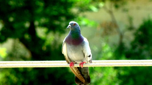 Bird nature
