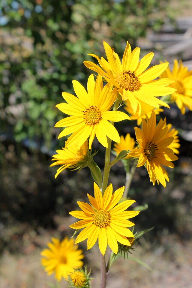 Nature summer floral