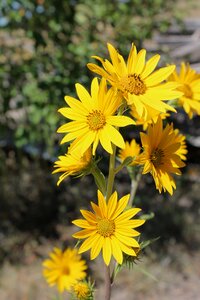 Nature summer floral