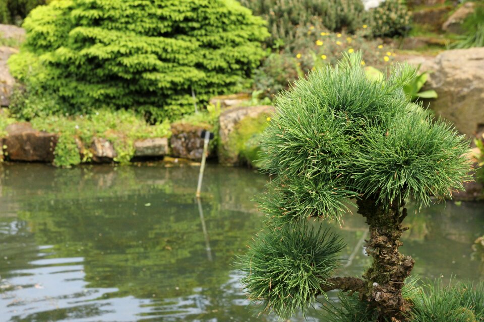 Larix tree branch