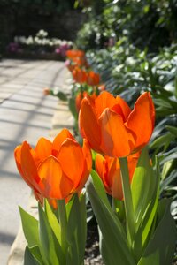 Nature tulips colorful