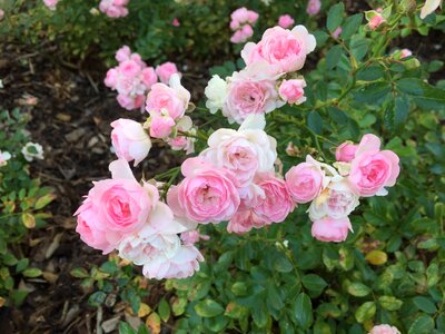 Rose blooms blossom bloom