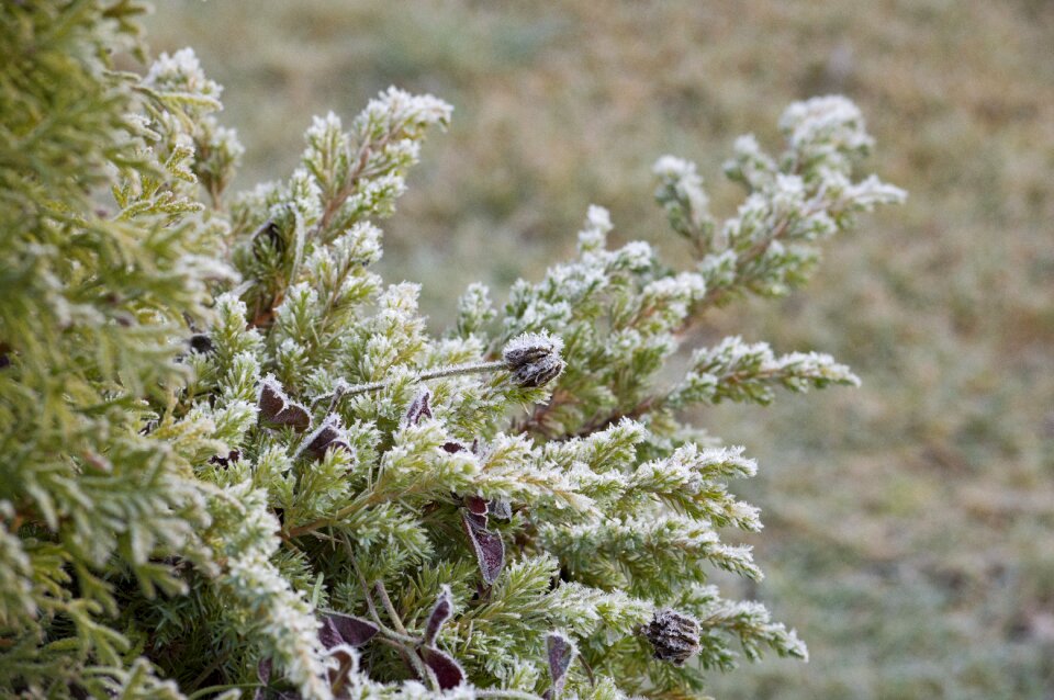 Dried flower plant garden
