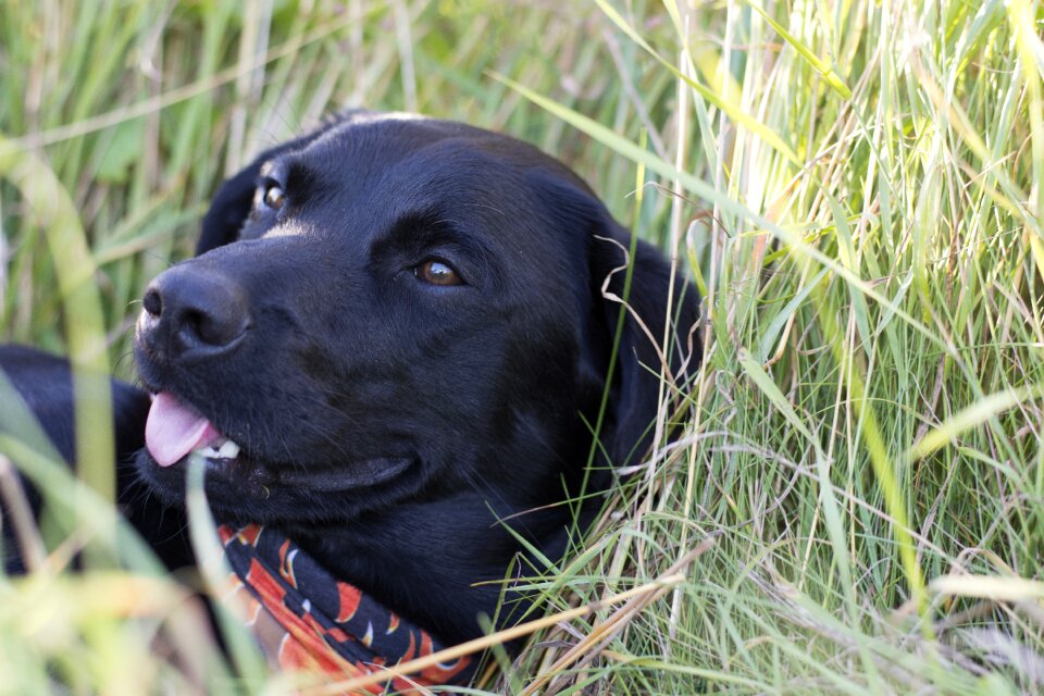 Dog nature cute
