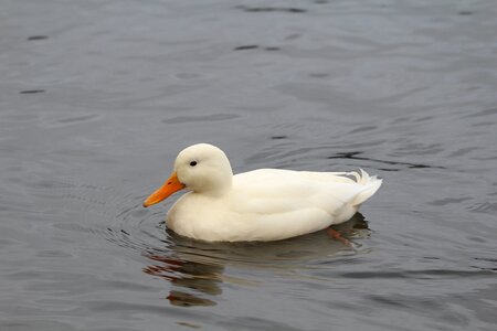 Bird nature animal