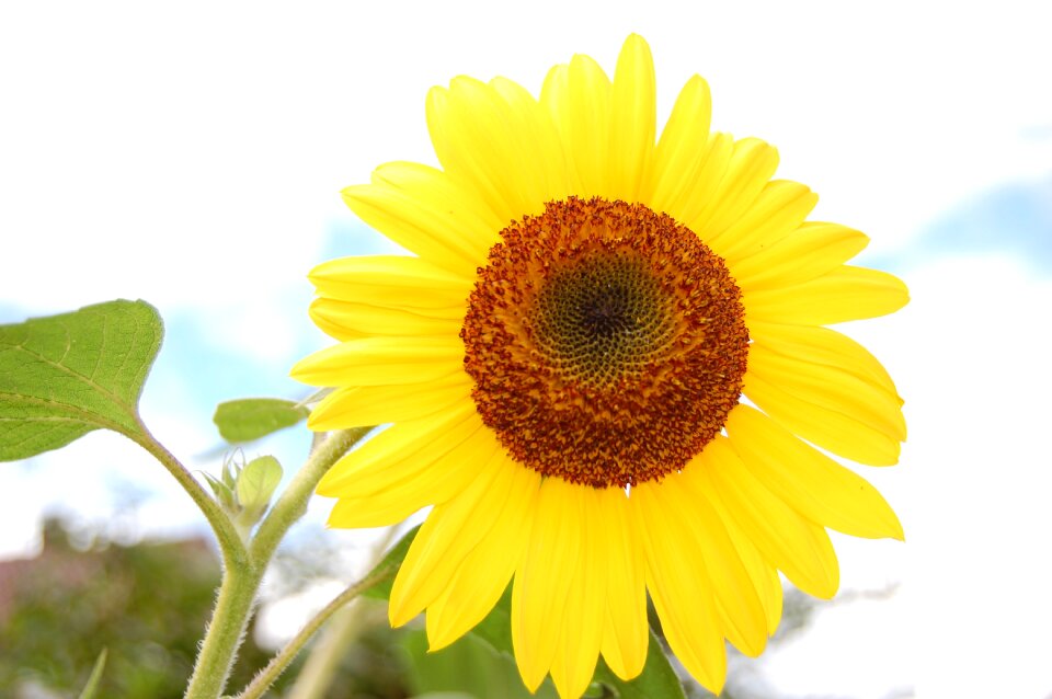Flower nature yellow flower