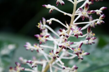 Macro flora cologne photo