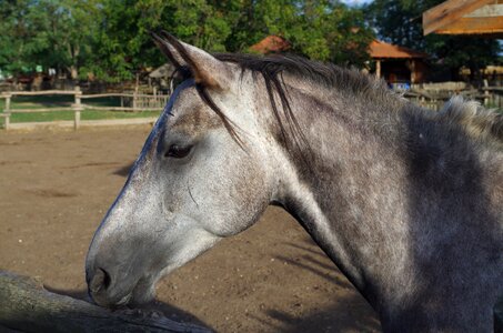 Animal gallop ride photo