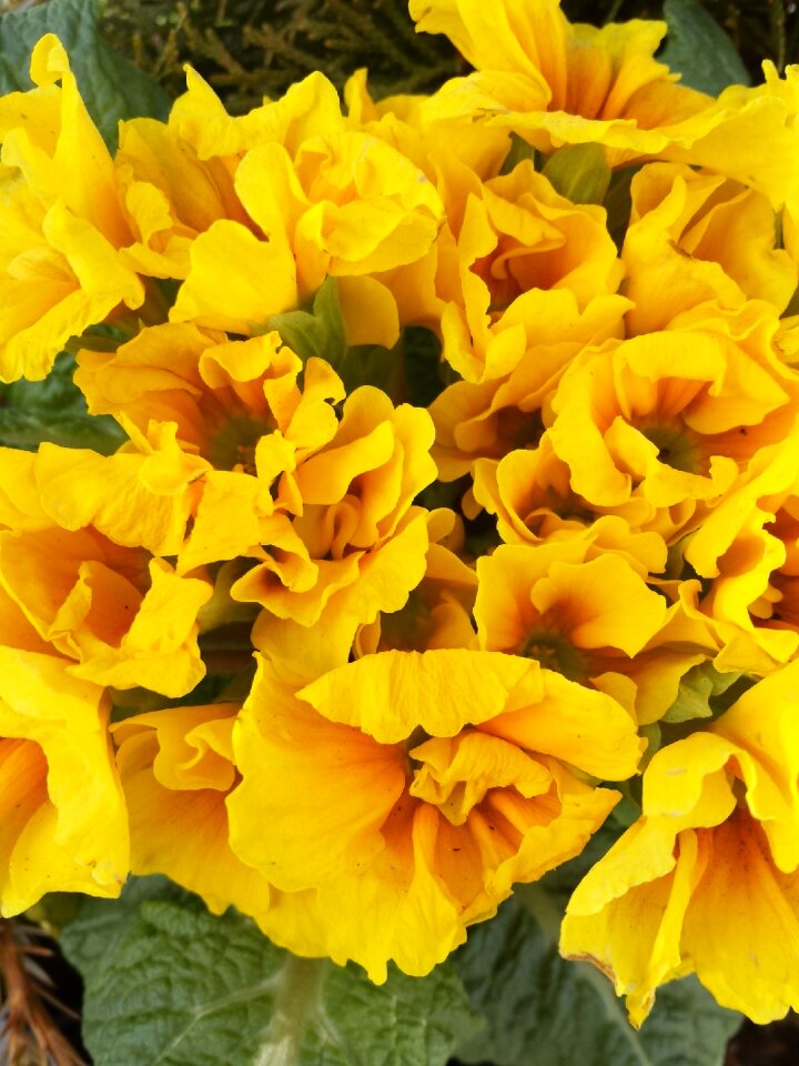 Yellow easter flowers
