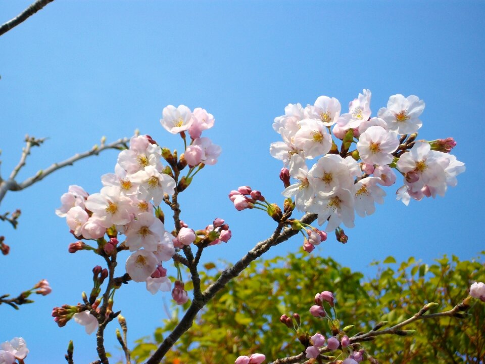 Cherry blossoms flowers bud
