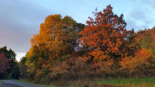 Relaxation rest trees photo