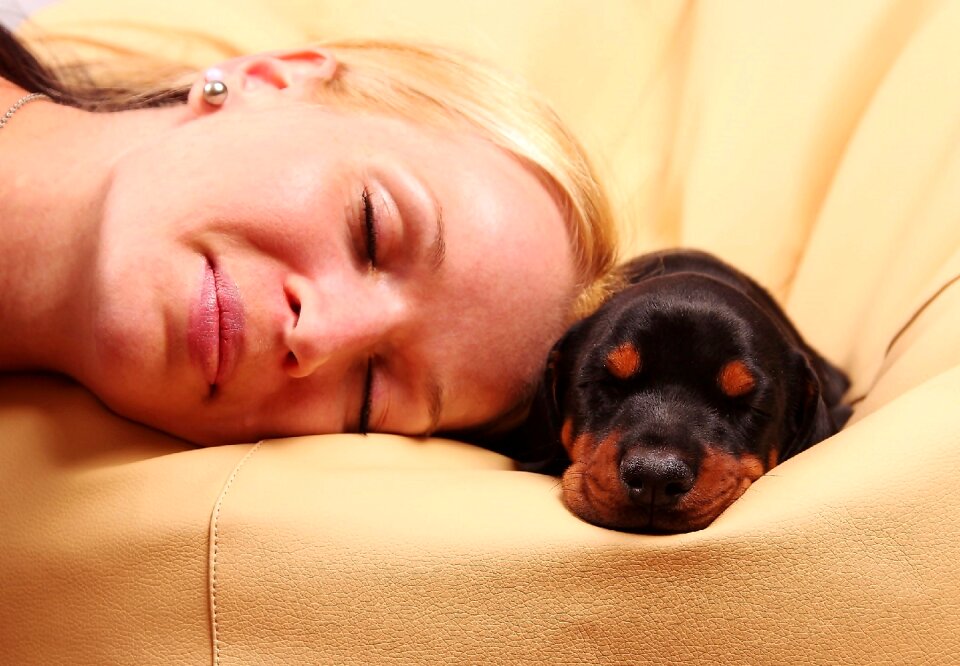 Pets animal canine