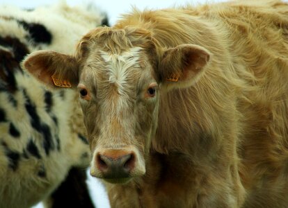 Cow norman race milk