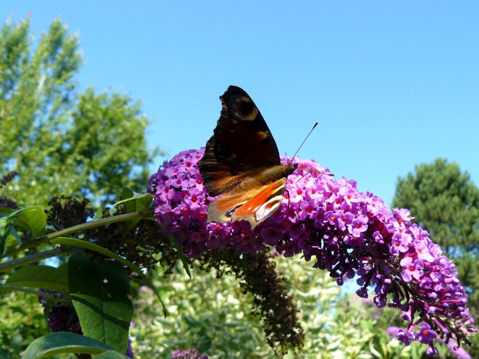 Bloom weather nature photo