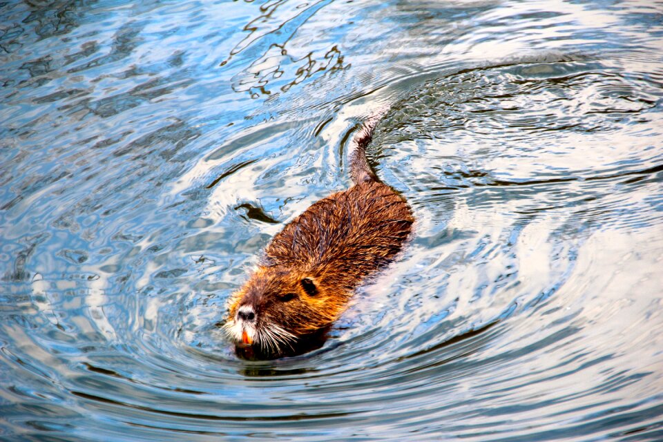 Muskrat water swim