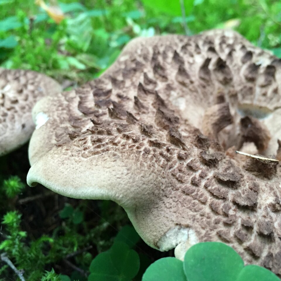 Mushroom scaly mark