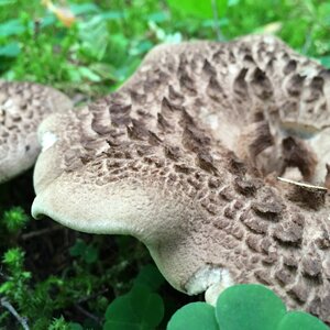 Mushroom scaly mark