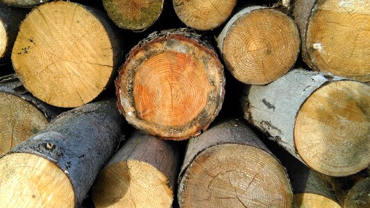 Holzstapel nature storage