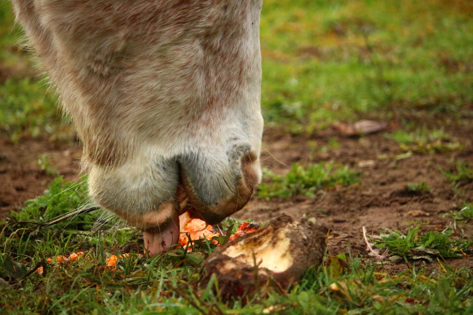 Carrot carrots eat