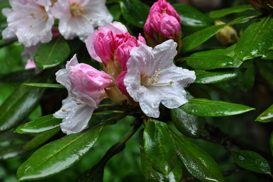 Springtime green shower