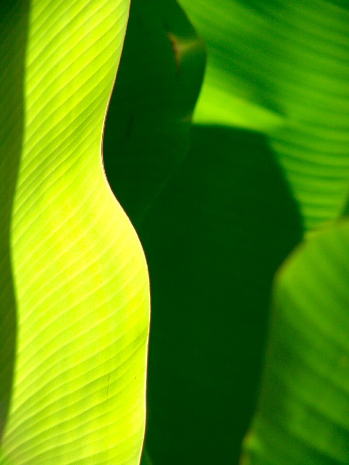 Exotic palm tree palm fronds photo