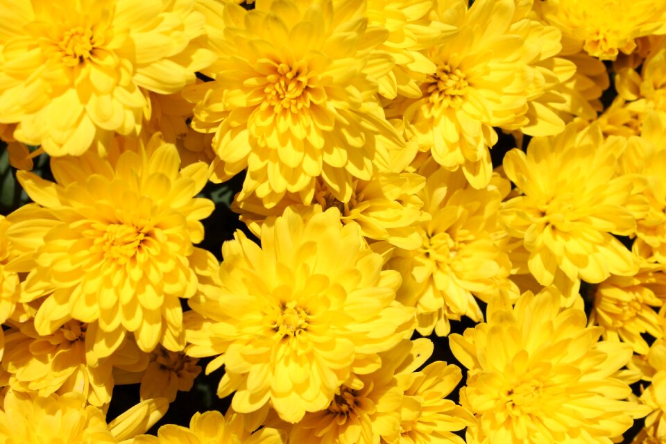 Flowers summer floral