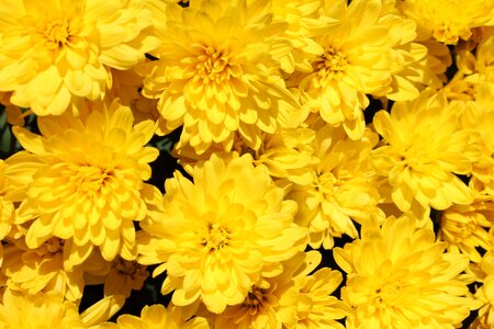 Flowers summer floral