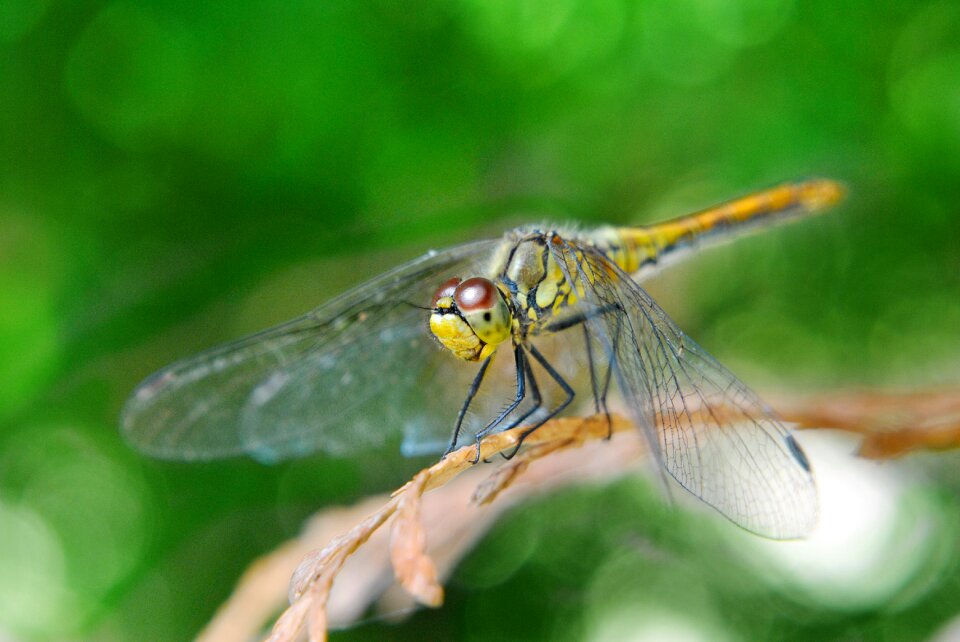 Sprig wings nature