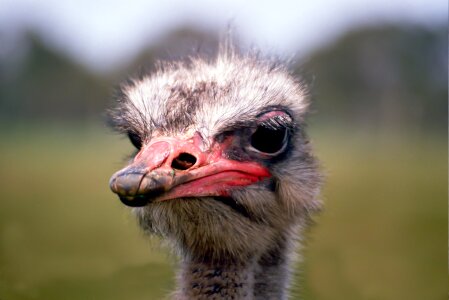 Portrait strauss australian ostrich